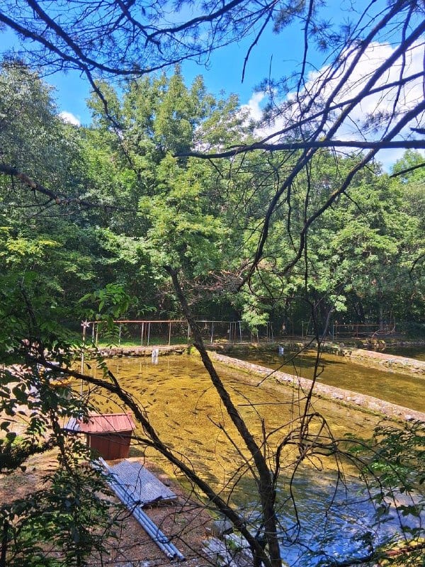 Фотография к посту «송어: форель живёт только в холодной воде»